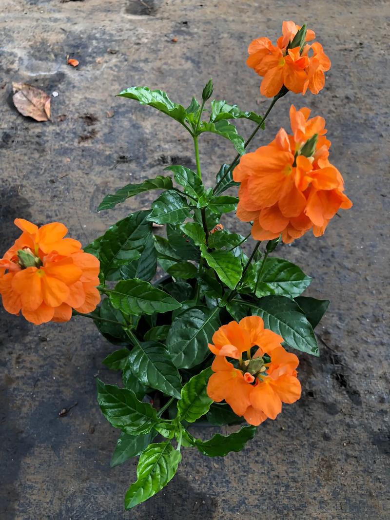 花卉绿植 #一花一草一世界 #抖音新农人2022 #抖音助 - 抖音